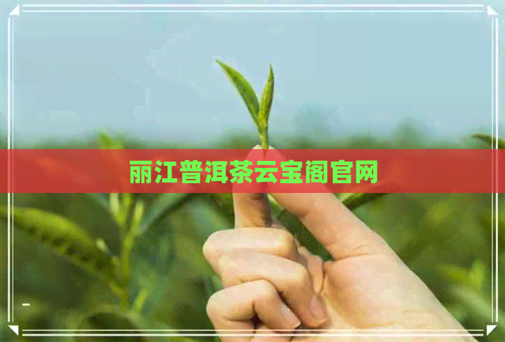 丽江普洱茶云宝阁官网