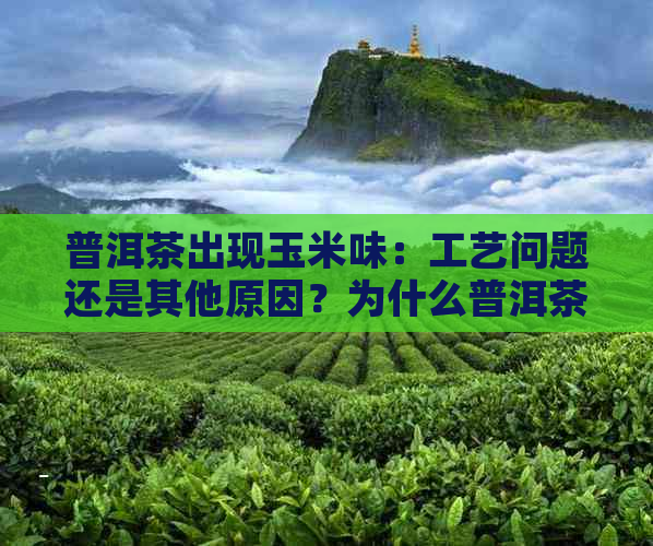 普洱茶出现玉米味：工艺问题还是其他原因？为什么普洱茶中会有玉米粒？