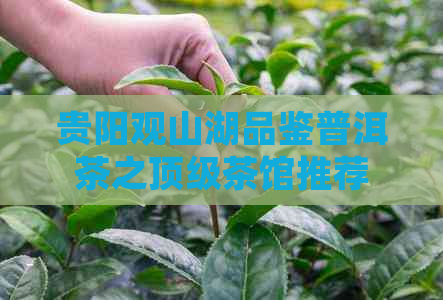 贵阳观山湖品鉴普洱茶之顶级茶馆推荐