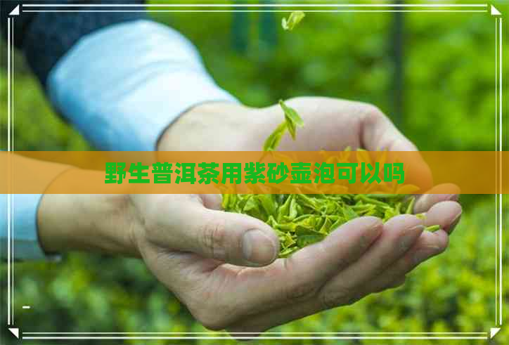 野生普洱茶用紫砂壶泡可以吗