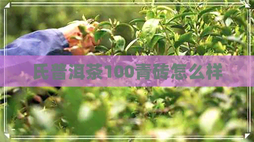 氏普洱茶100青砖怎么样