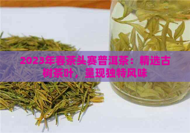 2023年春茶头赛普洱茶：精选古树茶叶，呈现独特风味