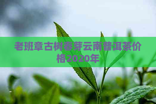 老班章古树春芽云南普洱茶价格2020年