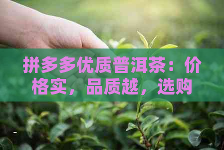 拼多多优质普洱茶：价格实，品质越，选购指南一应俱全