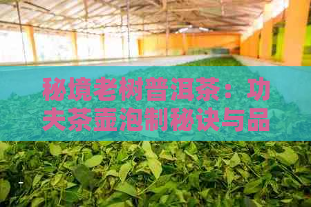 秘境老树普洱茶：功夫茶壶泡制秘诀与品鉴之道