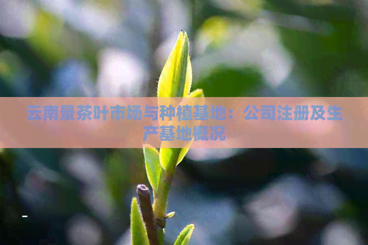 云南景茶叶市场与种植基地：公司注册及生产基地概况