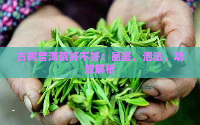 古树普洱茶好不好：品鉴，泡法，功效解析