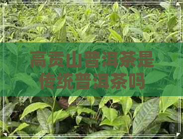 高贡山普洱茶是传统普洱茶吗