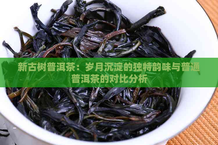 新古树普洱茶：岁月沉淀的独特韵味与普通普洱茶的对比分析