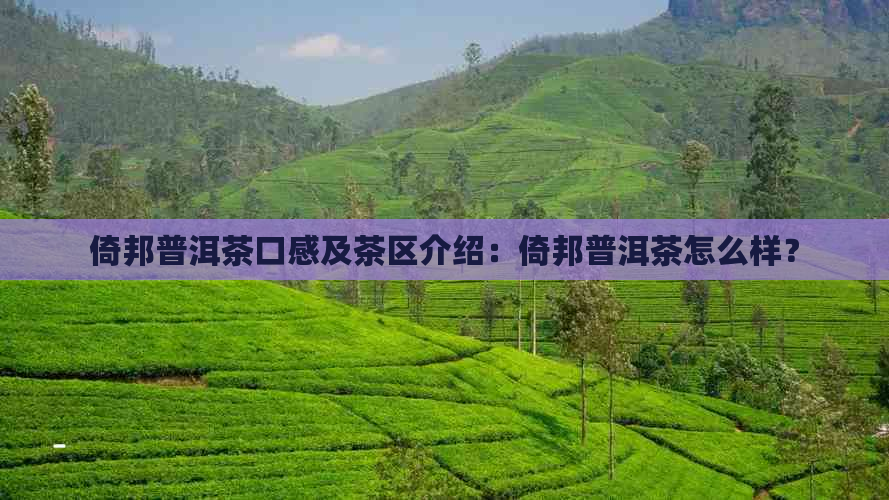 倚邦普洱茶口感及茶区介绍：倚邦普洱茶怎么样？