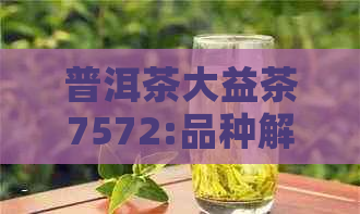 普洱茶大益茶7572:品种解析、品质特点、冲泡方法及品鉴技巧，一文全面了解