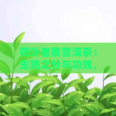 荷叶老寨普洱茶：生熟之分与功效，价格、作用及适合人群详解