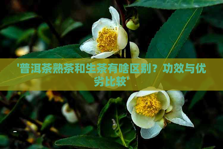 '普洱茶熟茶和生茶有啥区别？功效与优劣比较'