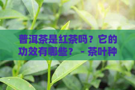 普洱茶是红茶吗？它的功效有哪些？ - 茶叶种类、功效与作用