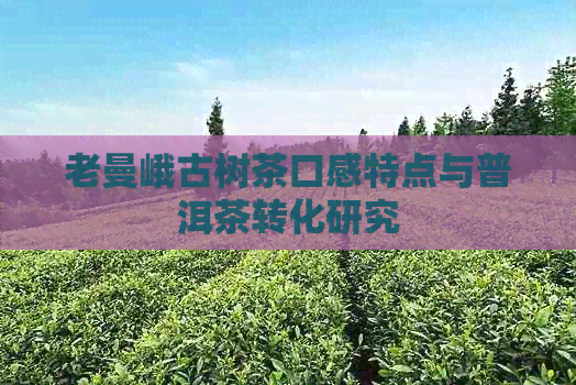 老曼峨古树茶口感特点与普洱茶转化研究