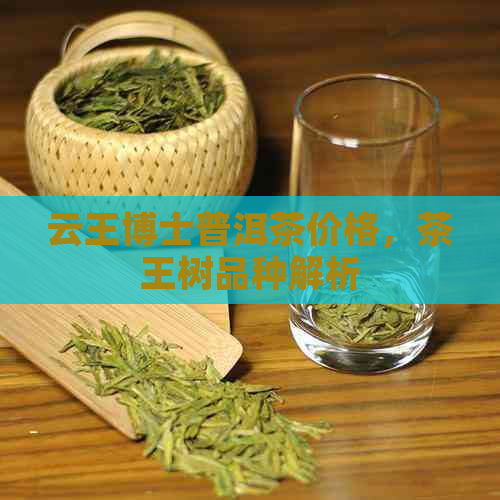 云王博士普洱茶价格，茶王树品种解析