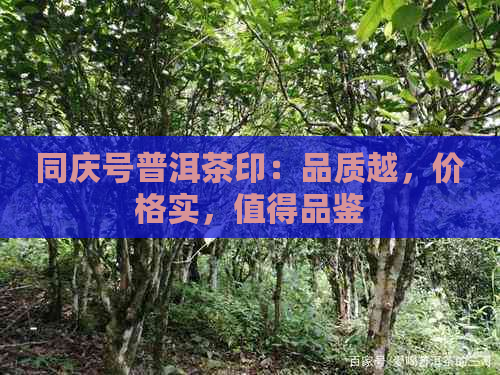 同庆号普洱茶印：品质越，价格实，值得品鉴