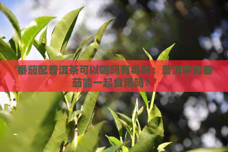 '番茄配普洱茶可以喝吗有吗：普洱茶和番茄能一起食用吗？'