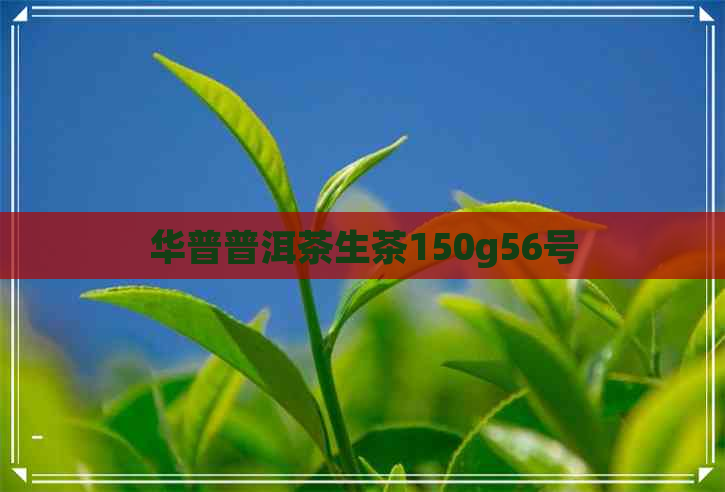 华普普洱茶生茶150g56号