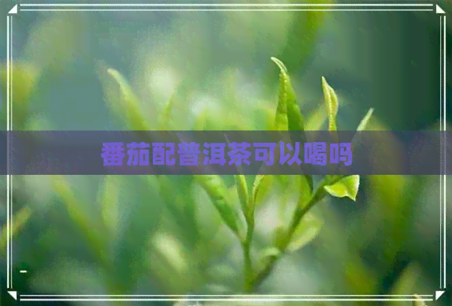 番茄配普洱茶可以喝吗