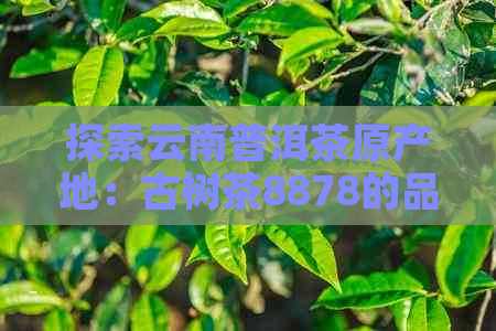 探索云南普洱茶原产地：古树茶8878的品质、制作工艺与独特风味