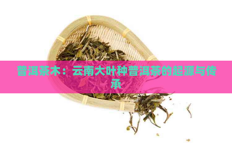 普洱茶木：云南大叶种普洱茶的起源与传承