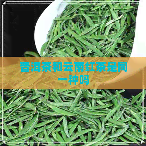 普洱茶和云南红茶是同一种吗