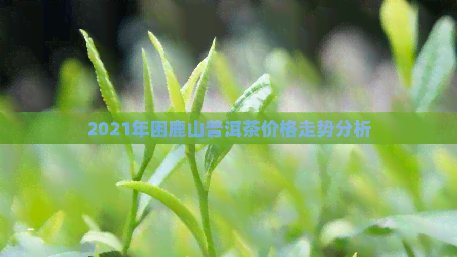 2021年困鹿山普洱茶价格走势分析