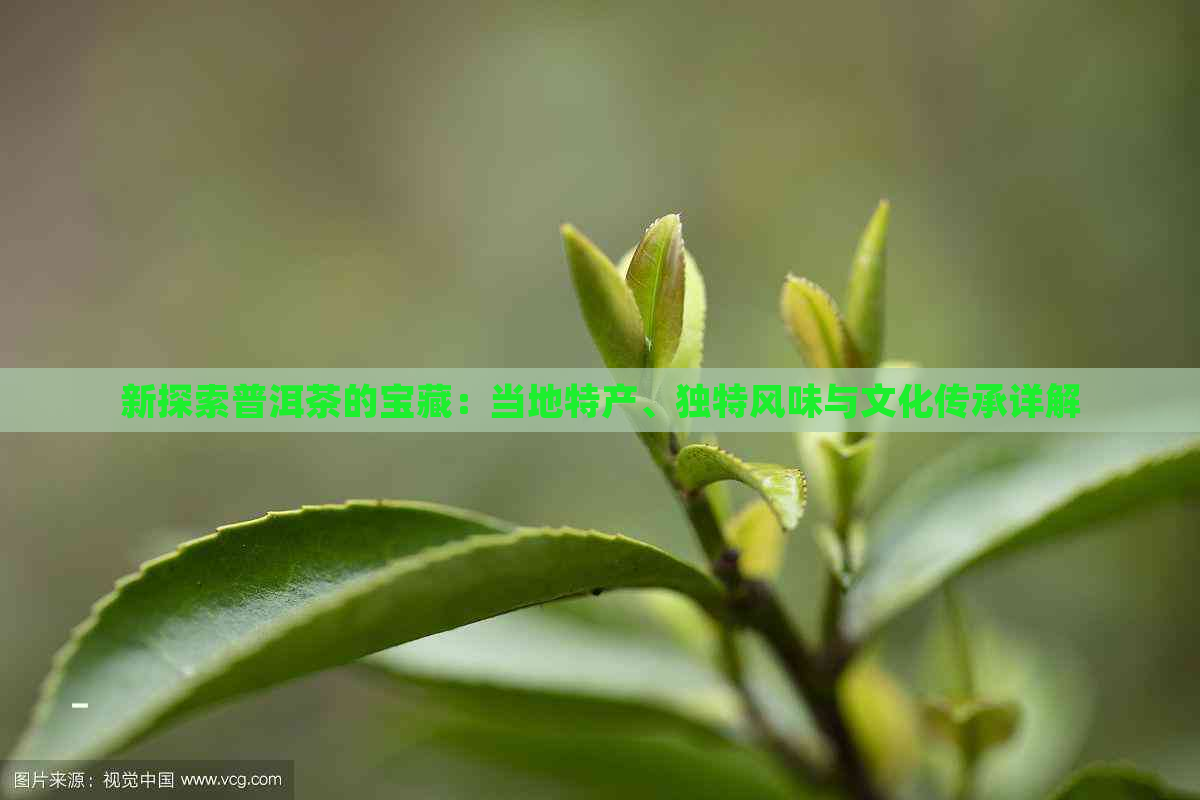 新探索普洱茶的宝藏：当地特产、独特风味与文化传承详解