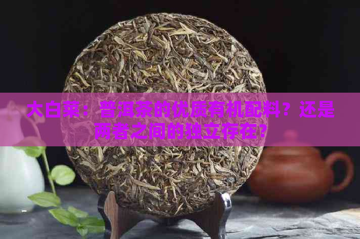 大白菜：普洱茶的优质有机配料？还是两者之间的独立存在？