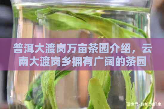 普洱大渡岗万亩茶园介绍，云南大渡岗乡拥有广阔的茶园，种植着优质的茶叶。