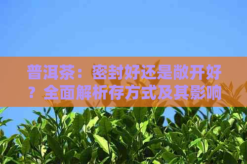 普洱茶：密封好还是敞开好？全面解析存方式及其影响