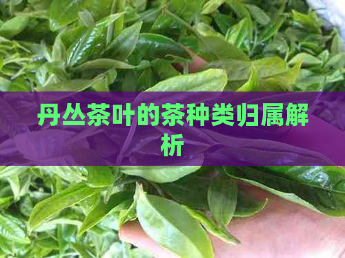 丹丛茶叶的茶种类归属解析