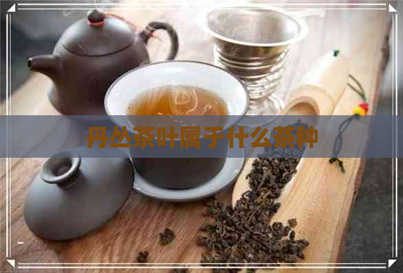 丹丛茶叶属于什么茶种