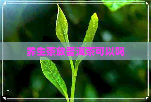 养生茶放普洱茶可以吗