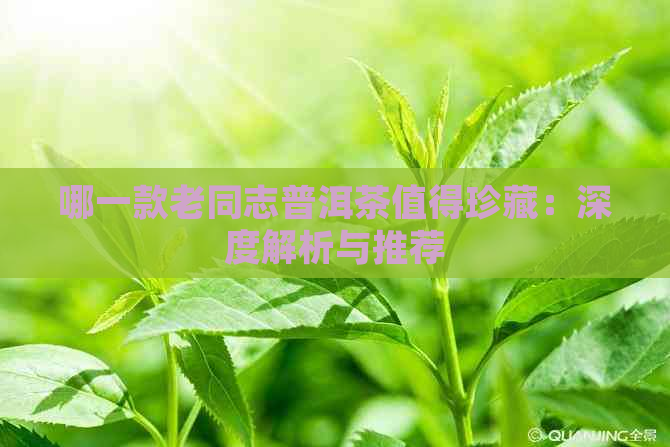 哪一款老同志普洱茶值得珍藏：深度解析与推荐