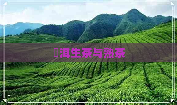 潽洱生茶与熟茶