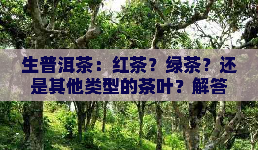 生普洱茶：红茶？绿茶？还是其他类型的茶叶？解答你对普洱茶类型的疑问