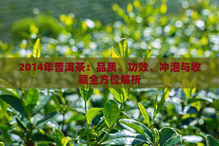 2014年普洱茶：品质、功效、冲泡与收藏全方位解析