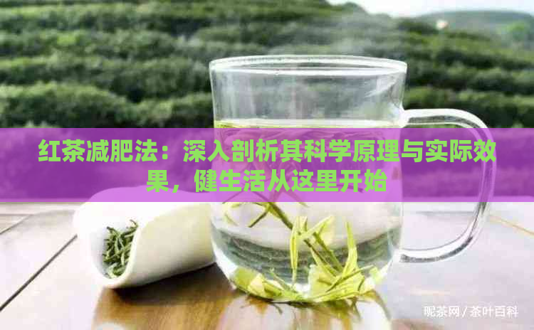 红茶减肥法：深入剖析其科学原理与实际效果，健生活从这里开始