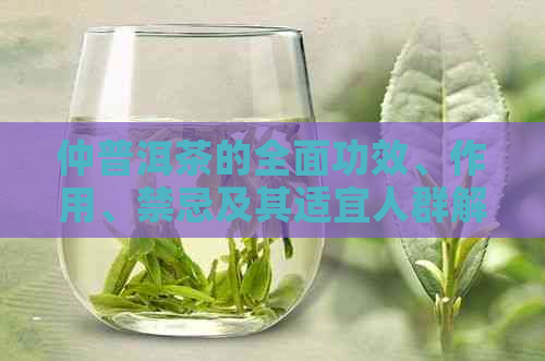 仲普洱茶的全面功效、作用、禁忌及其适宜人群解析