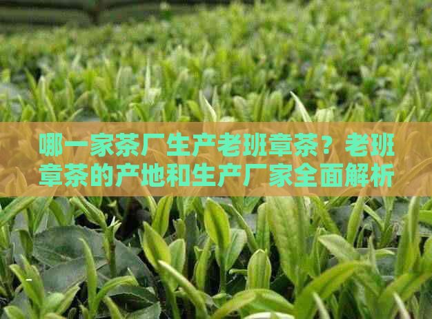 哪一家茶厂生产老班章茶？老班章茶的产地和生产厂家全面解析