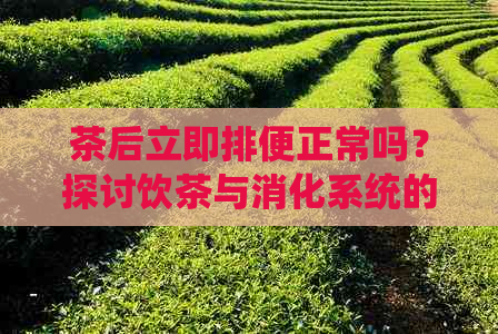 茶后立即排便正常吗？探讨饮茶与消化系统的关系