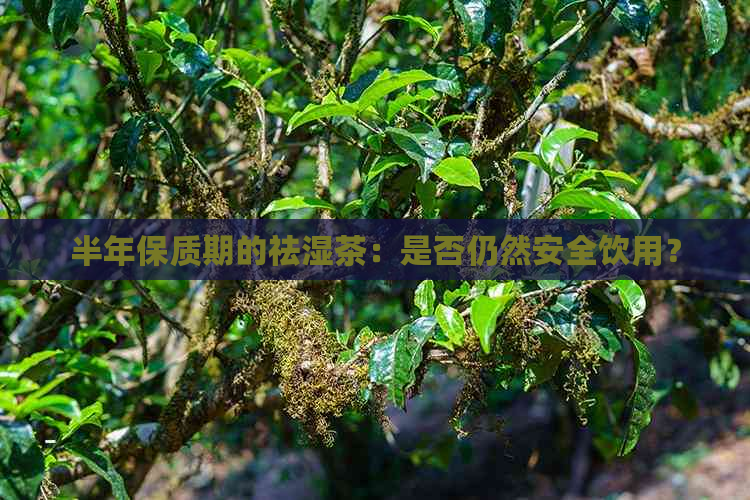 半年保质期的祛湿茶：是否仍然安全饮用？