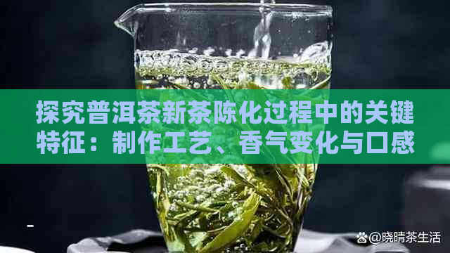 探究普洱茶新茶陈化过程中的关键特征：制作工艺、香气变化与口感演变