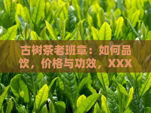 古树茶老班章：如何品饮，价格与功效，XXXX年最新价