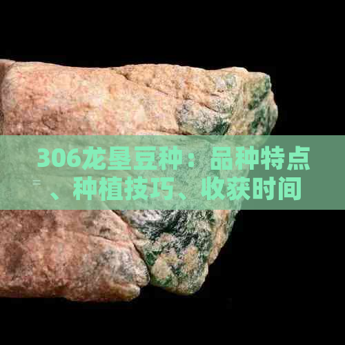 306龙垦豆种：品种特点、种植技巧、收获时间与保存方法全面解析