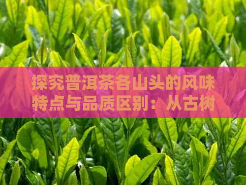 探究普洱茶各山头的风味特点与品质区别：从古树茶到大叶种茶