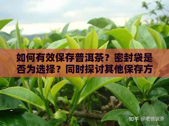 如何有效保存普洱茶？密封袋是否为选择？同时探讨其他保存方法