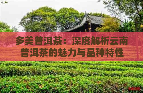 多美普洱茶：深度解析云南普洱茶的魅力与品种特性